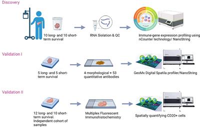 Spatial genomics reveals a high number and specific location of B cells in the pancreatic ductal adenocarcinoma microenvironment of long-term survivors